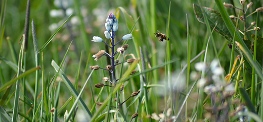 Jacinthe Romaine A&eacute;roport Cannes Mandelieu