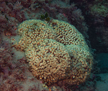 Fondation Projet  Naturdive