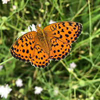 Papillon Nacre de la Ronce AGST